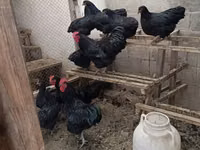 Brahma — foto 5