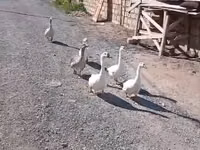 Geese — ფოტო 4