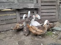 Ducks — புகைப்படம் 1