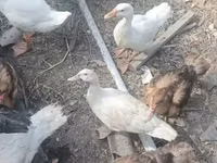 Ducks — الصورة 6