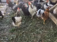 Chickens — Foto 7