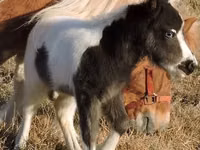 At, Miniature horse — foto 4