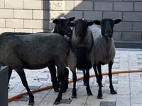 Ovelha, Hissar sheep — foto 3