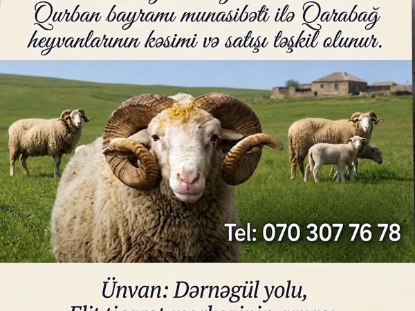 ஆண் ஆடு, Karabakh sheep