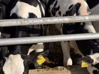 Sigir, Russian Black pied cattle — 6-rasm