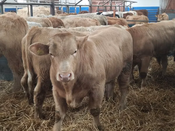 Bovins (lot, sexe non indiqué), Simmental cattle