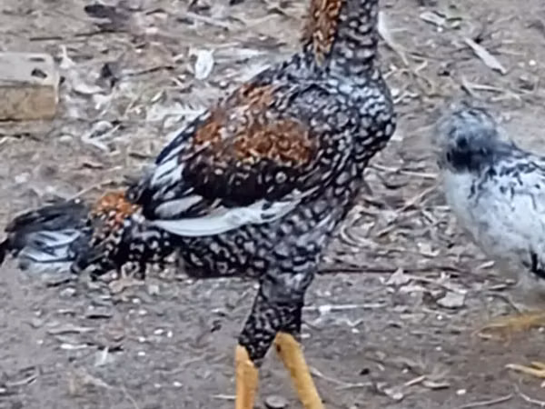 Chickens