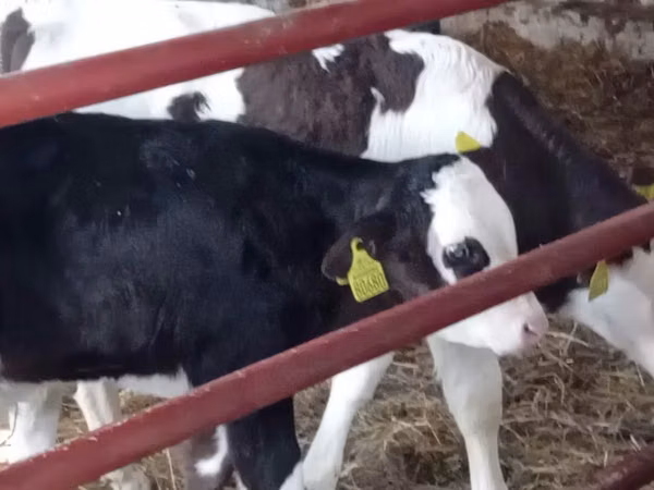 மாடுகள் (தொகுதி, பாலினம் குறிப்பிடப்படவில்லை), Russian Black pied cattle