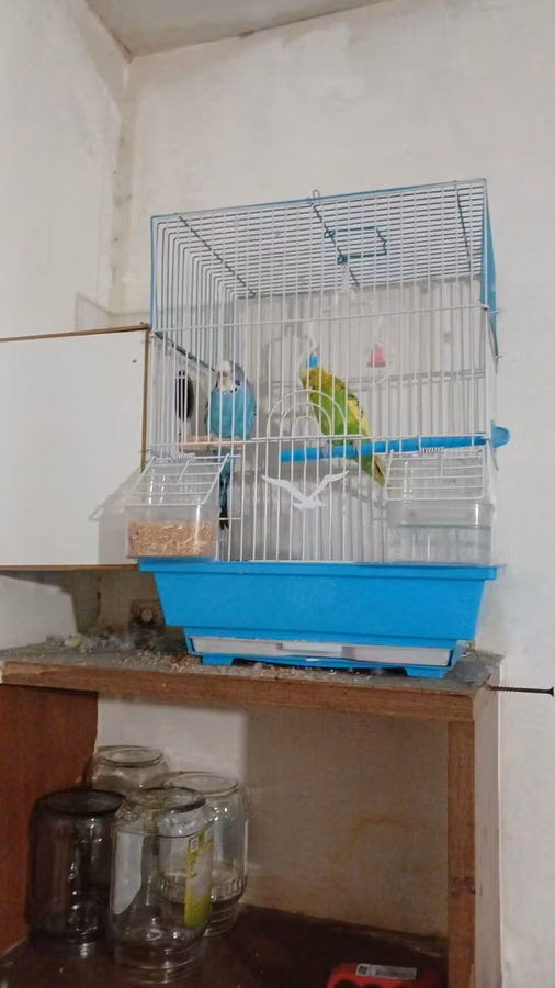 2 eded papugay satılır dişi erkek yuvası yem qabı su qabı yemi üstünde