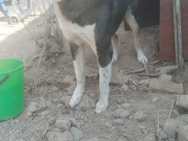 Kozy (partia, płeć nieokreślona), Kozy