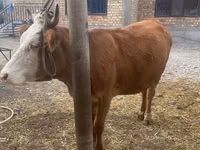İnek, Swiss cattle — foto 5