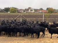 Moutons (lot, sexe non indiqué), Racka sheep — photo 1
