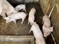 Sow, Pigs — photo 3