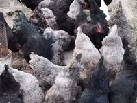 Australorp — foto 2