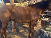Cavalo, Cavalos — foto 2