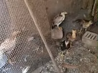 Chickens — foto 1