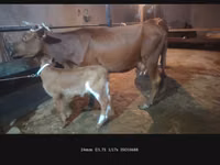 பசு, மாடுகள் — புகைப்படம் 5