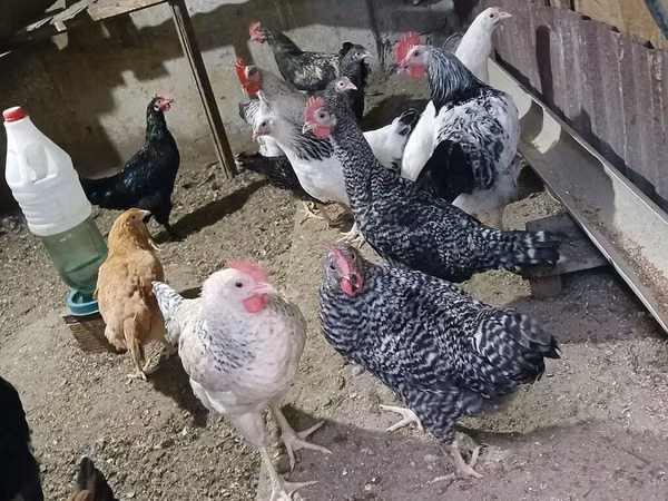 Chickens