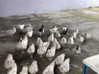 Ducks — الصورة 4