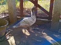 Ducks — Foto 3