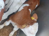 காளை, Simmental cattle — புகைப்படம் 1