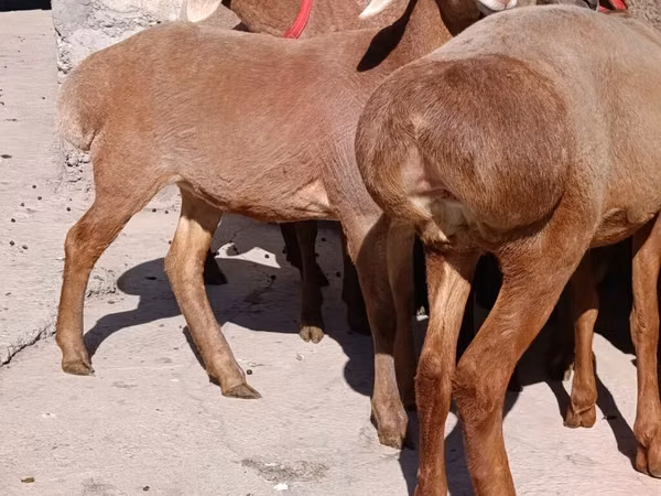 Owca, Edilbay sheep