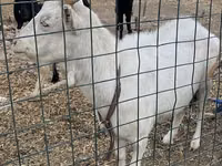 Cabra, Saanen goat — foto 2