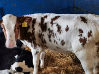 मवेशी (लॉट, लिंग निर्दिष्ट नहीं), Simmental cattle — फ़ोटो 7