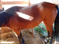 فرس, French Trotter — الصورة 4