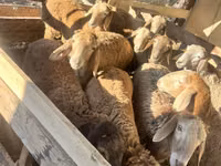 Ovce, Rhon sheep — foto 7