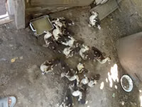 Evcil Misk ördeği — foto 2