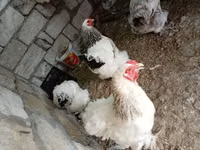 Brahma — foto 8