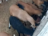 भेड़ें (लॉट, लिंग निर्दिष्ट नहीं), Cameroon sheep — फ़ोटो 1
