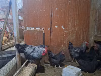 Chickens — Foto 2