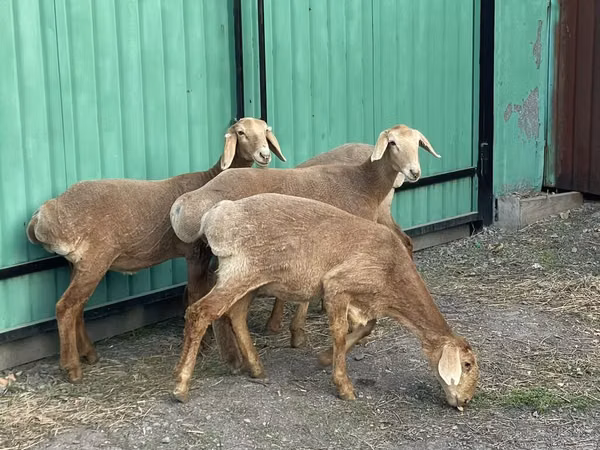 ცხვარი, ცხვრები