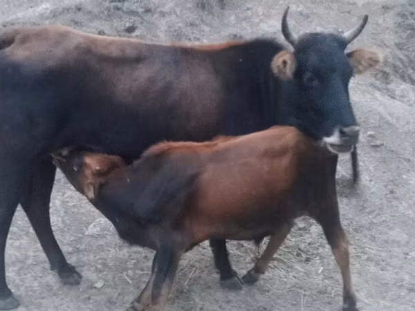 Vaca, Bovinos