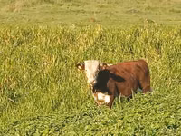 Vaca, Russian Black pied cattle — foto 2