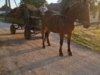 Mare, Horses — photo 2