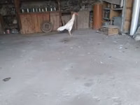 Chickens — foto 2