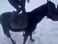 குதிரை, Hungarian horse breed — புகைப்படம் 3