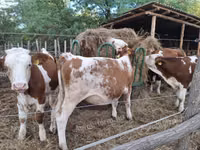 Vaca, Simmental cattle — foto 1