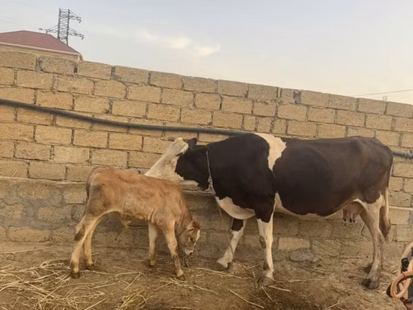 ძროხა, Simmental cattle