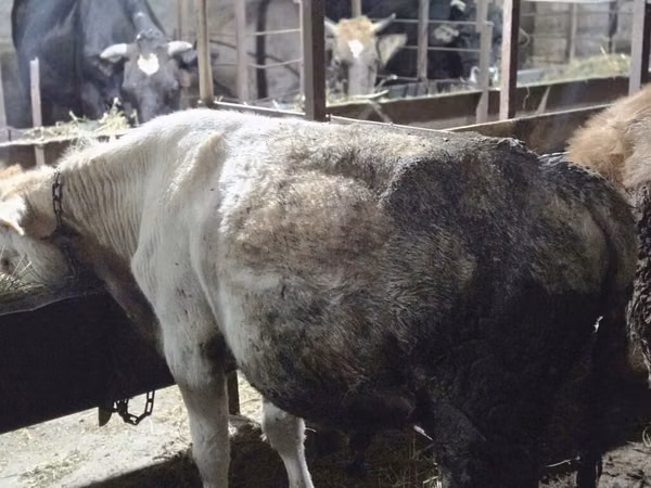 公牛, Cattle