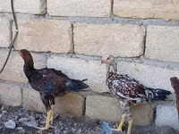 Chickens — الصورة 6