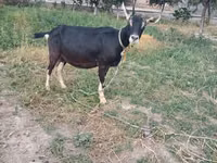 İnek, Sığır — foto 3