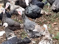 Turkeys — foto 2