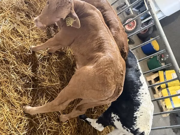 Bovins (lot, sexe non indiqué), Bovins
