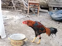 Chickens — foto 7
