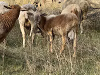 ஆண் ஆடு, Katum sheep — புகைப்படம் 3