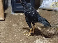 Chickens — foto 4